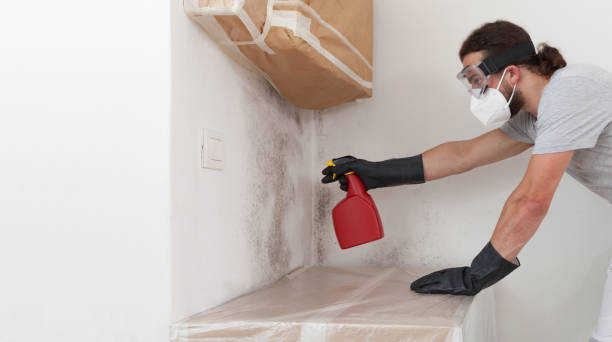 Professional Basement Mold Remediation technician working in Bloomingdale, FL