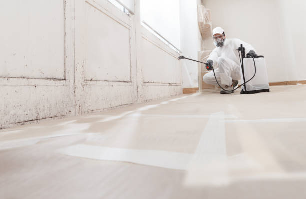 24/7 Emergency Basement Mold Remediation experts in Bloomingdale, FL