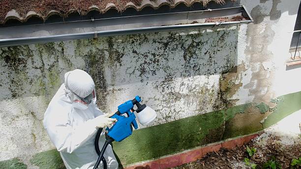Top rated local Basement Mold Remediation specialists in Bloomingdale, FL